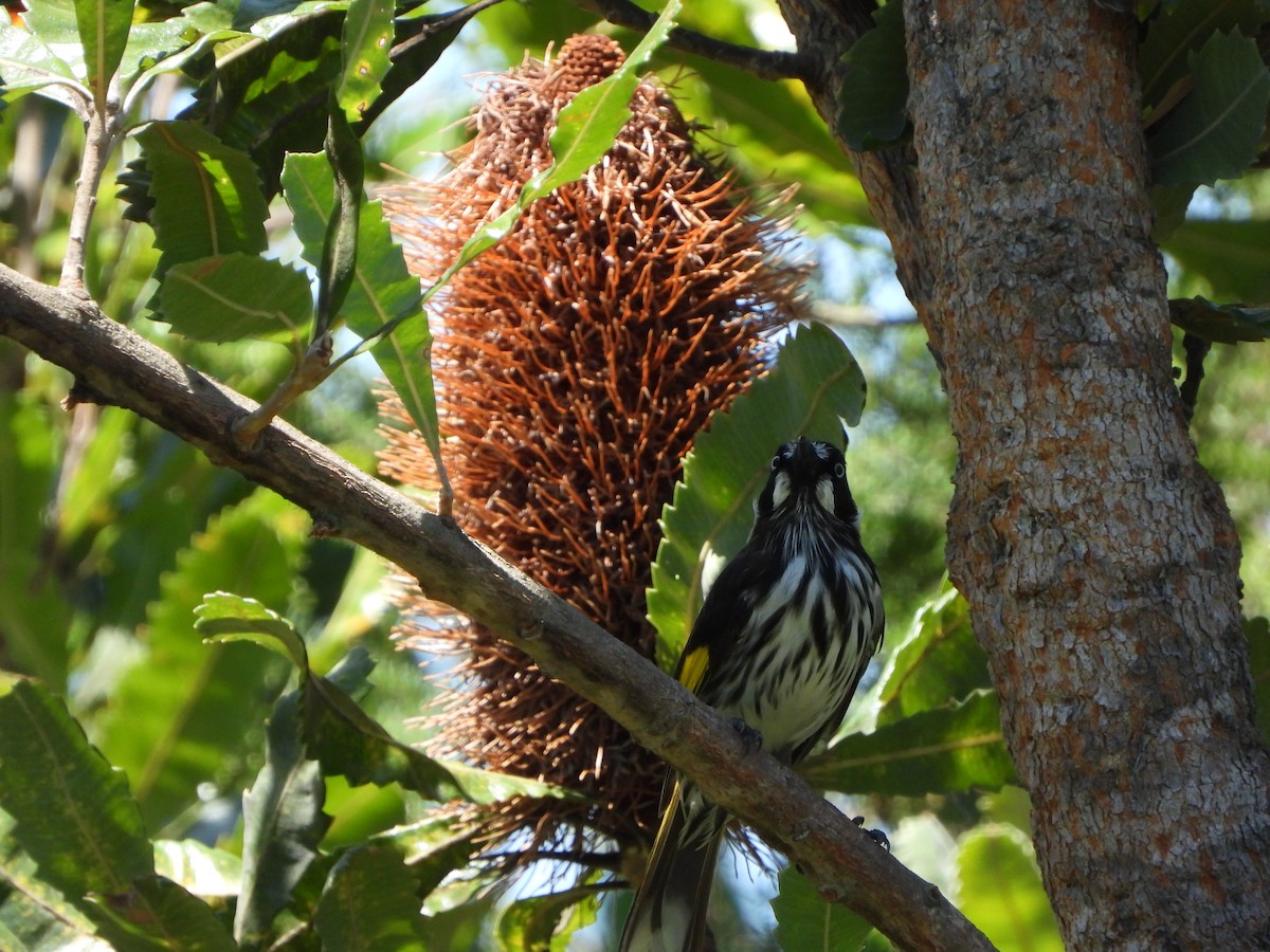 Ebird Australia Checklist Jan Wolli Creek Regional Park Western Track Species