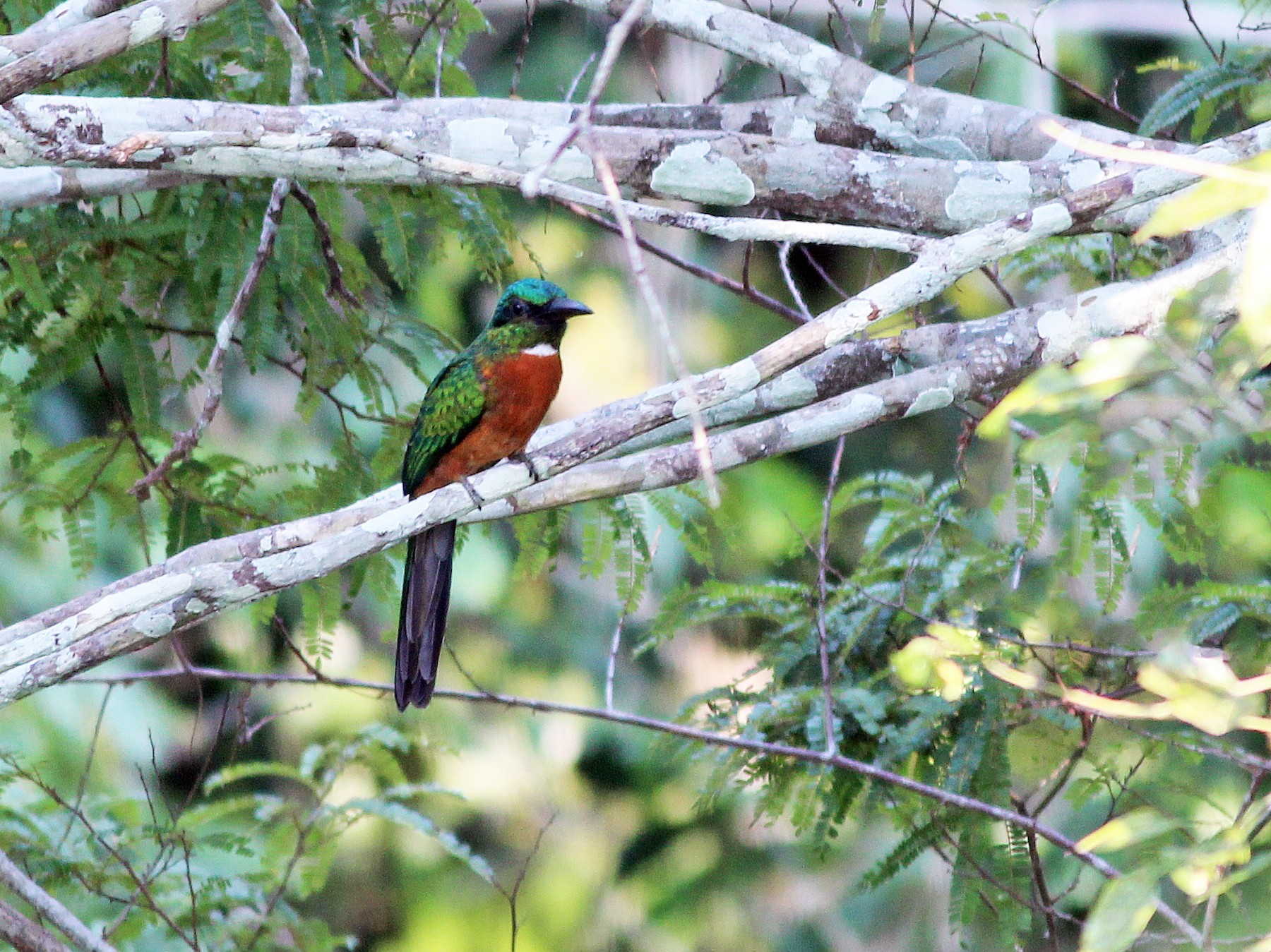 Great Jacamar - Nárgila Moura