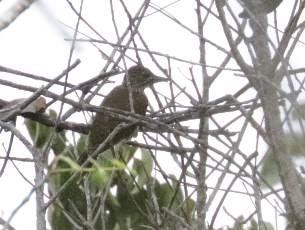 Mombasa Woodpecker - ML528600981