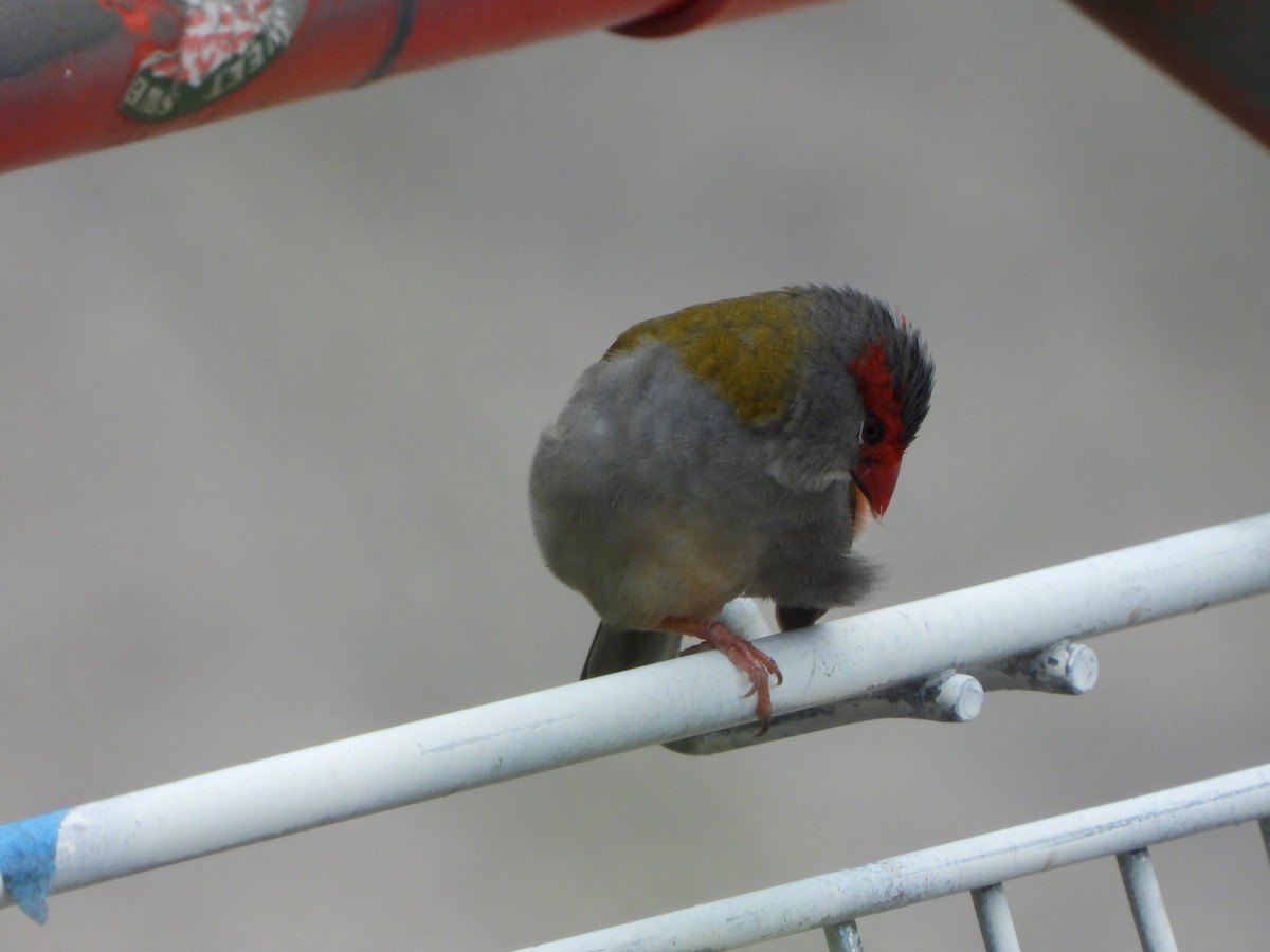 Red-browed Firetail - ML528601271