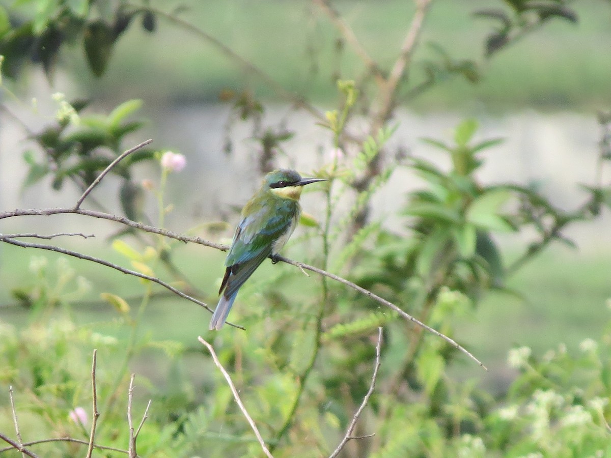 Blue-tailed Bee-eater - Tom Wheatley