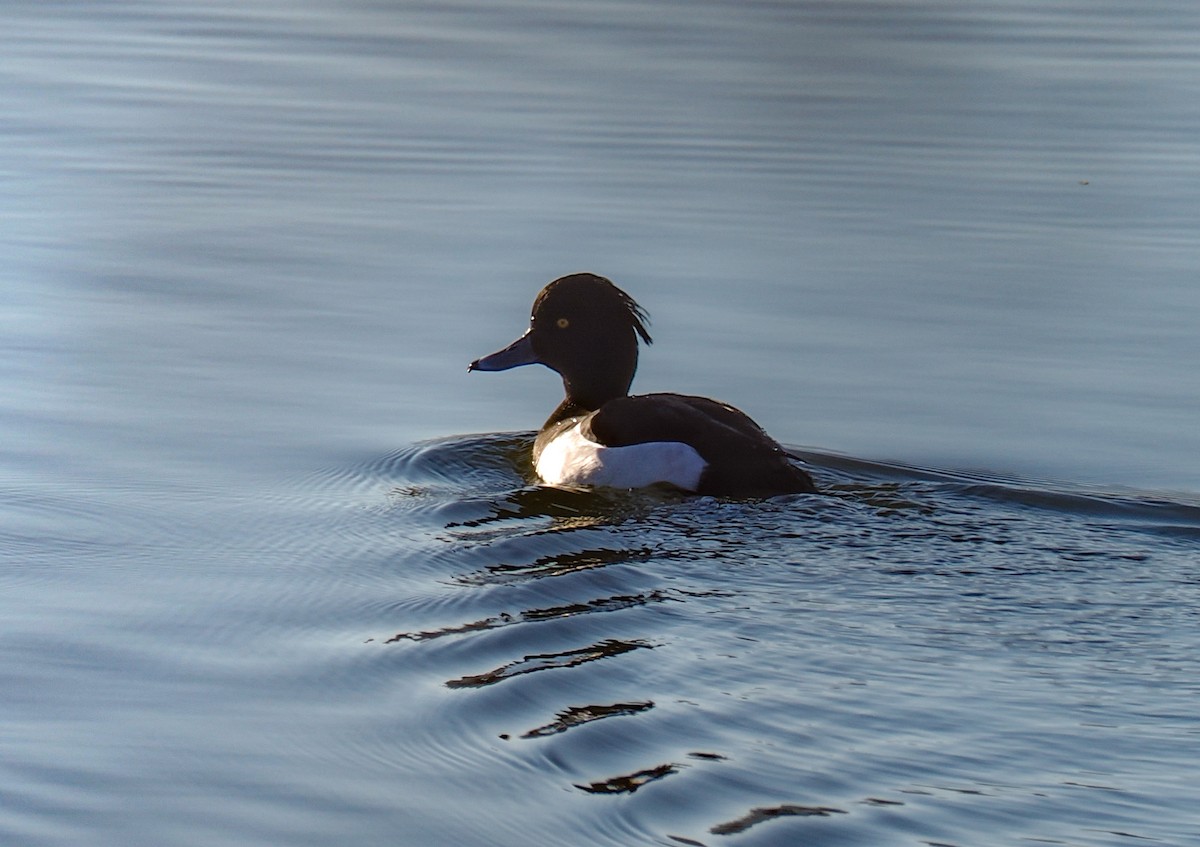 Tufted Duck - ML528609531