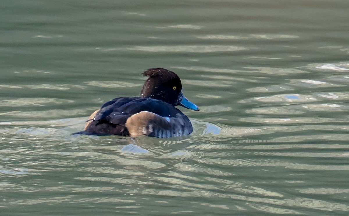 Tufted Duck - ML528609541