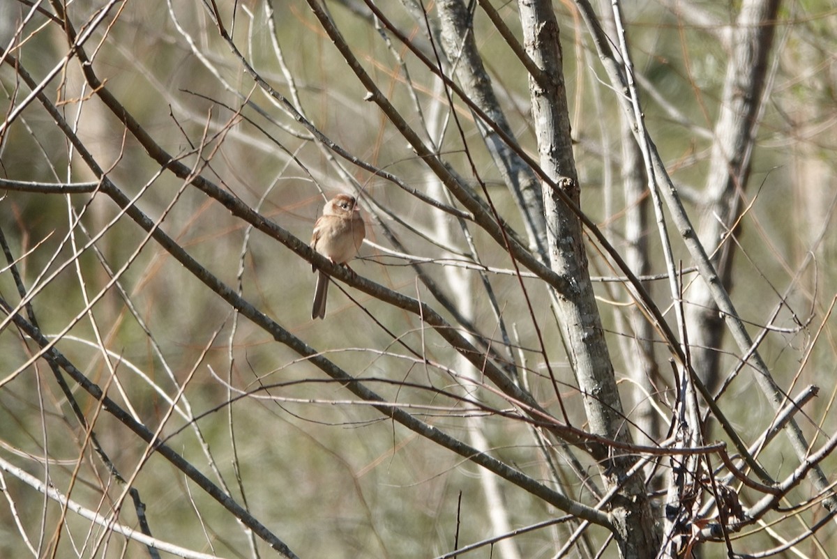 Field Sparrow - ML528610721