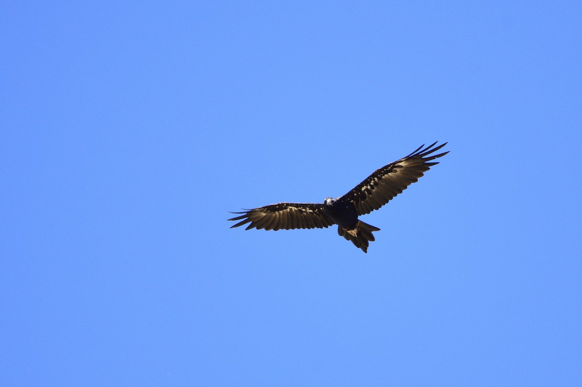 Wedge-tailed Eagle - ML528610991