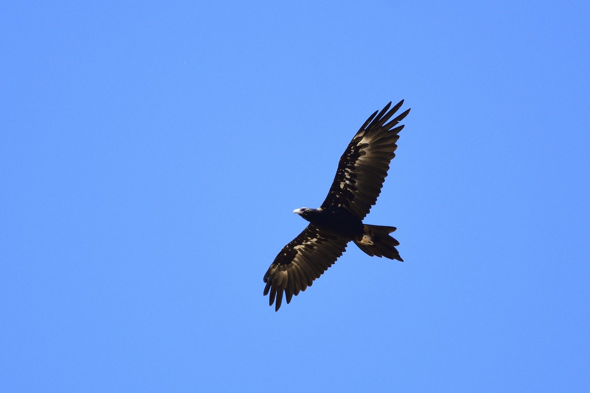 Wedge-tailed Eagle - ML528611051
