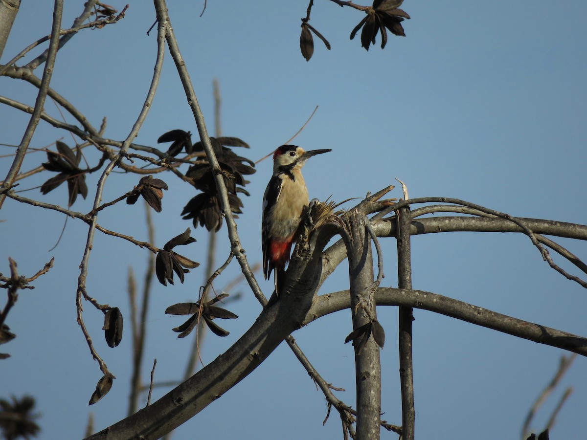 Syrian Woodpecker - ML528613471