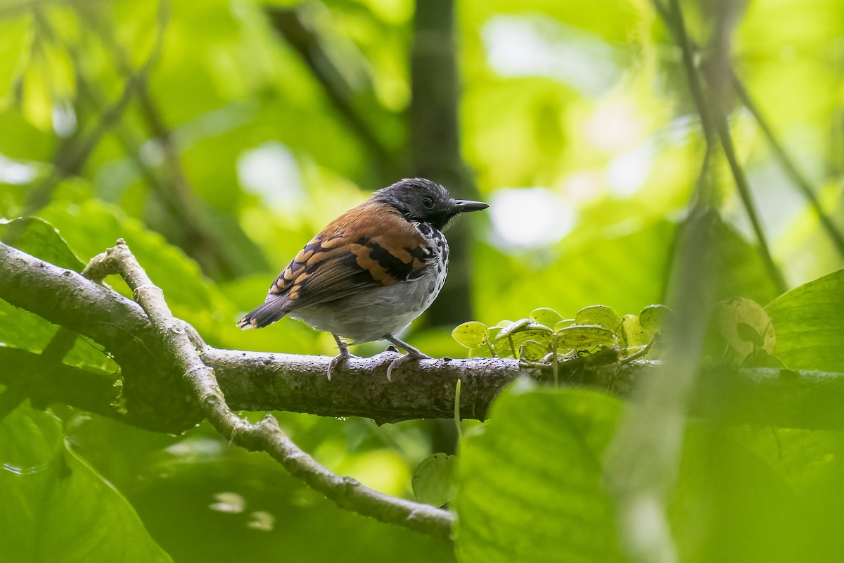 Spotted Antbird - ML528614911