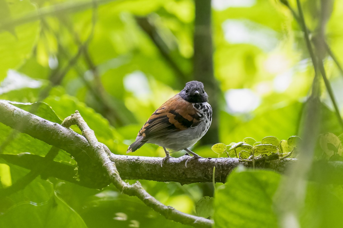 Spotted Antbird - ML528614921
