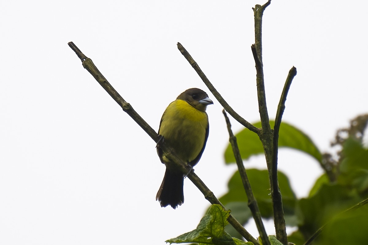 Flame-rumped Tanager - ML528615241