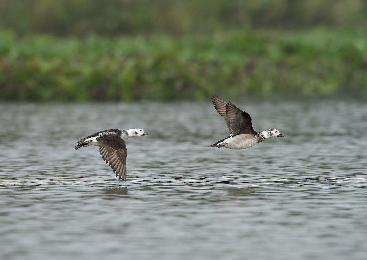 Long-tailed Duck - ML528618671