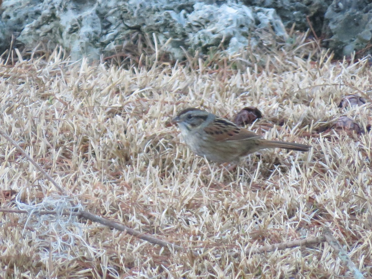 Swamp Sparrow - ML528620421