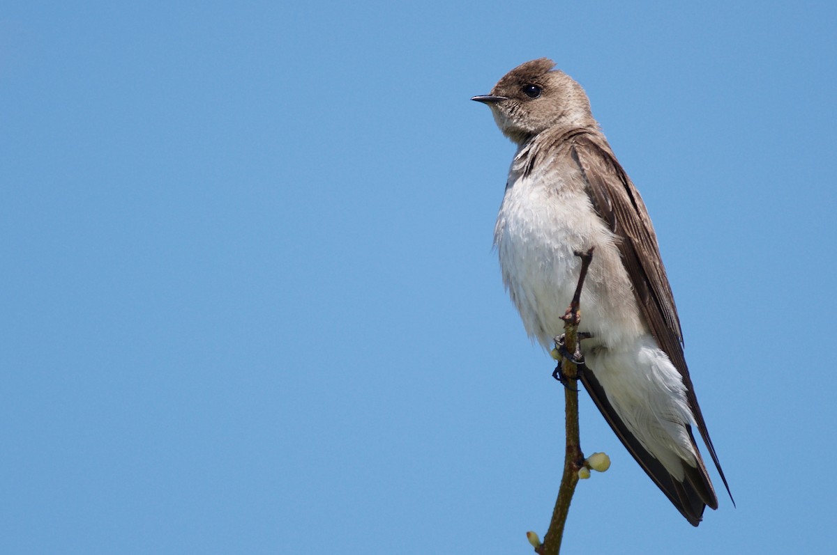 Northern Rough-winged Swallow - Amanda Guercio