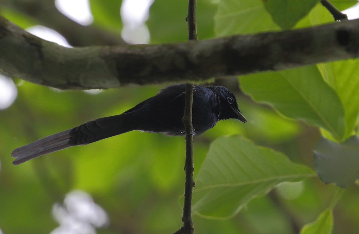 Sao Tome Paradise-Flycatcher - ML528623681