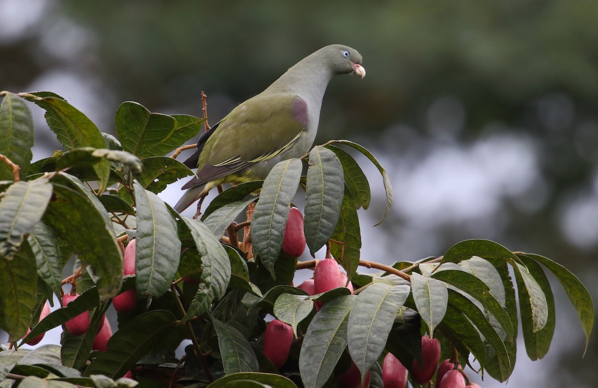 Sao Tome Green-Pigeon - ML528626481