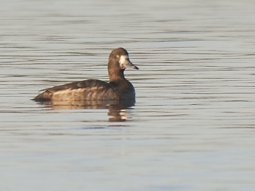 Greater Scaup - ML528628071