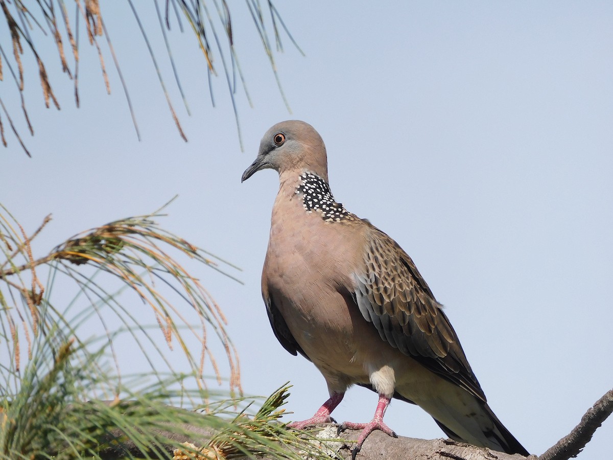 Spotted Dove - ML528631291