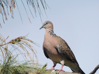 Spotted Dove, ML528631301