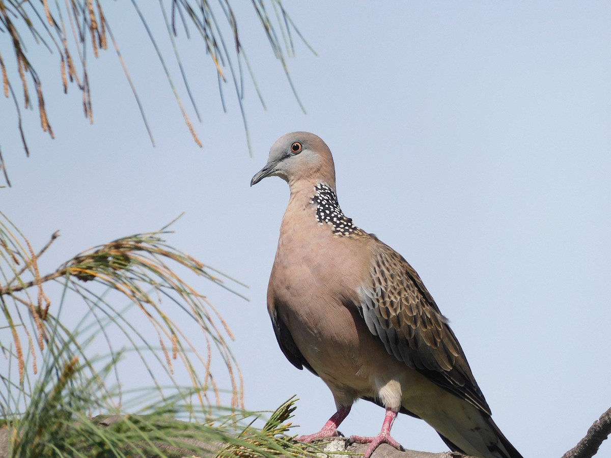 Spotted Dove - ML528631311
