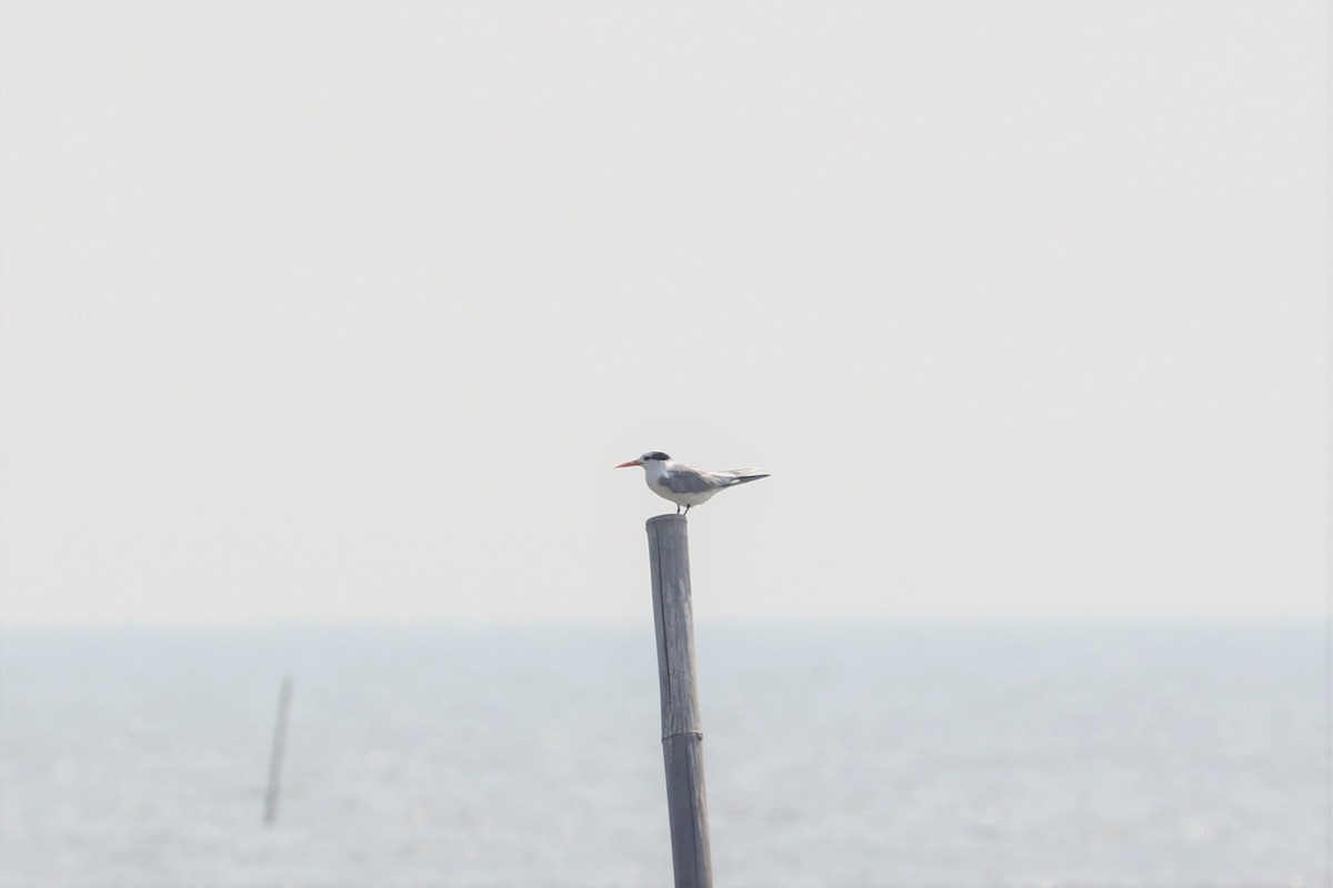 Lesser Crested Tern - Ben Weil