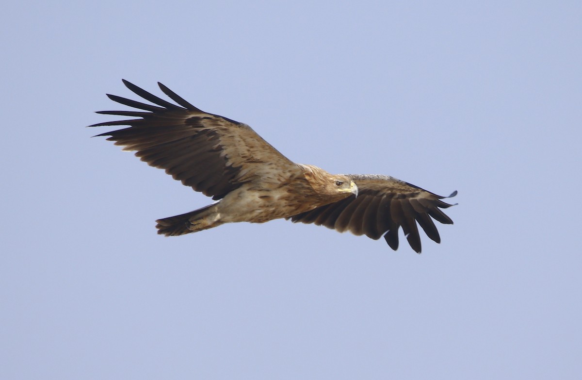 Greater Spotted Eagle - ML528633221