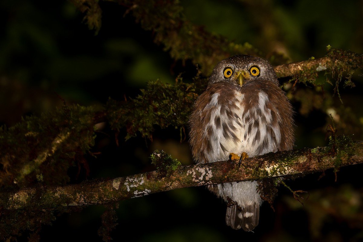 Central American Pygmy-Owl - Pablo Ramos