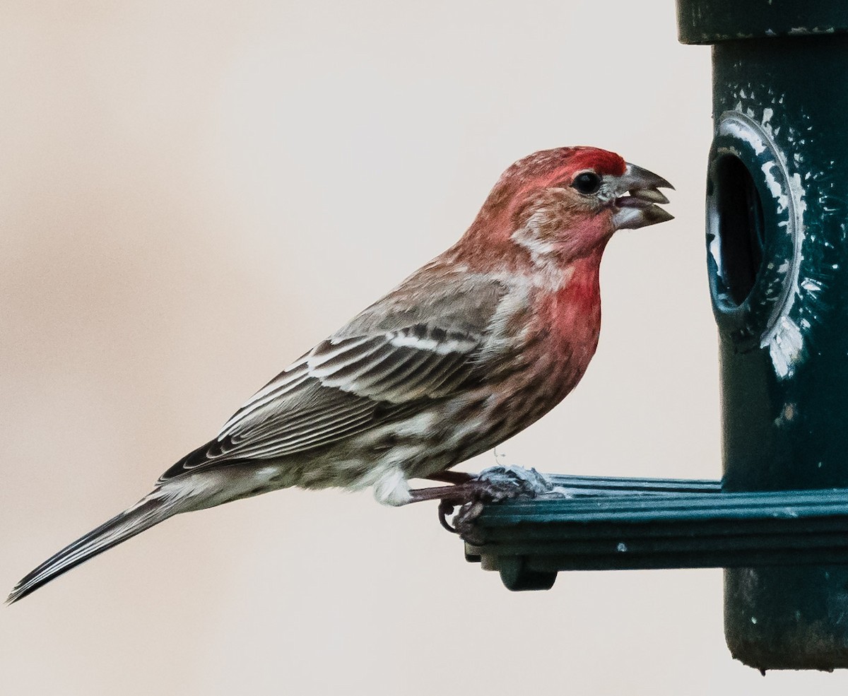House Finch - Gerald McGee