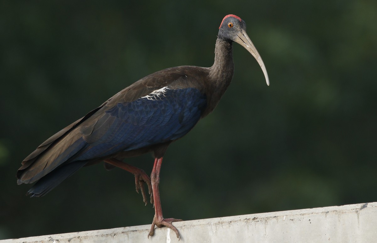 ibis bradavičnatý - ML528637191