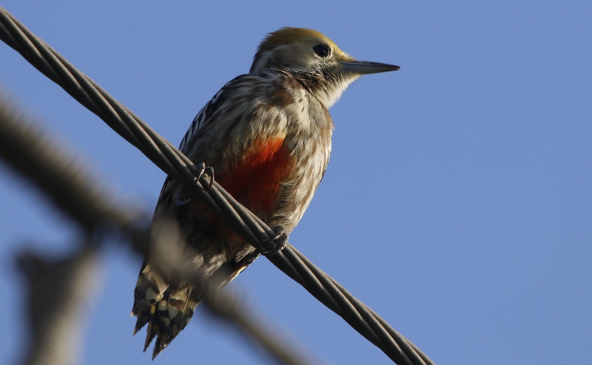 Yellow-crowned Woodpecker - ML528638241