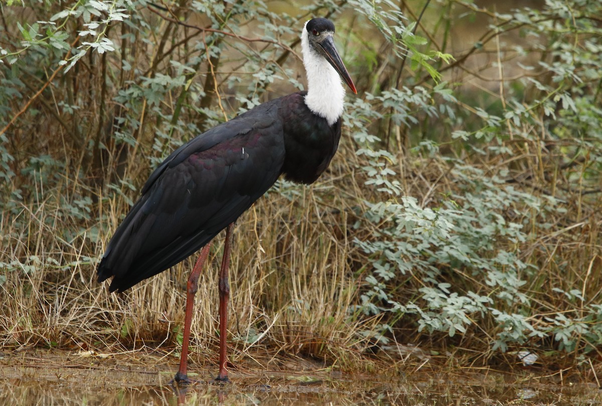 Asian Woolly-necked Stork - ML528639031