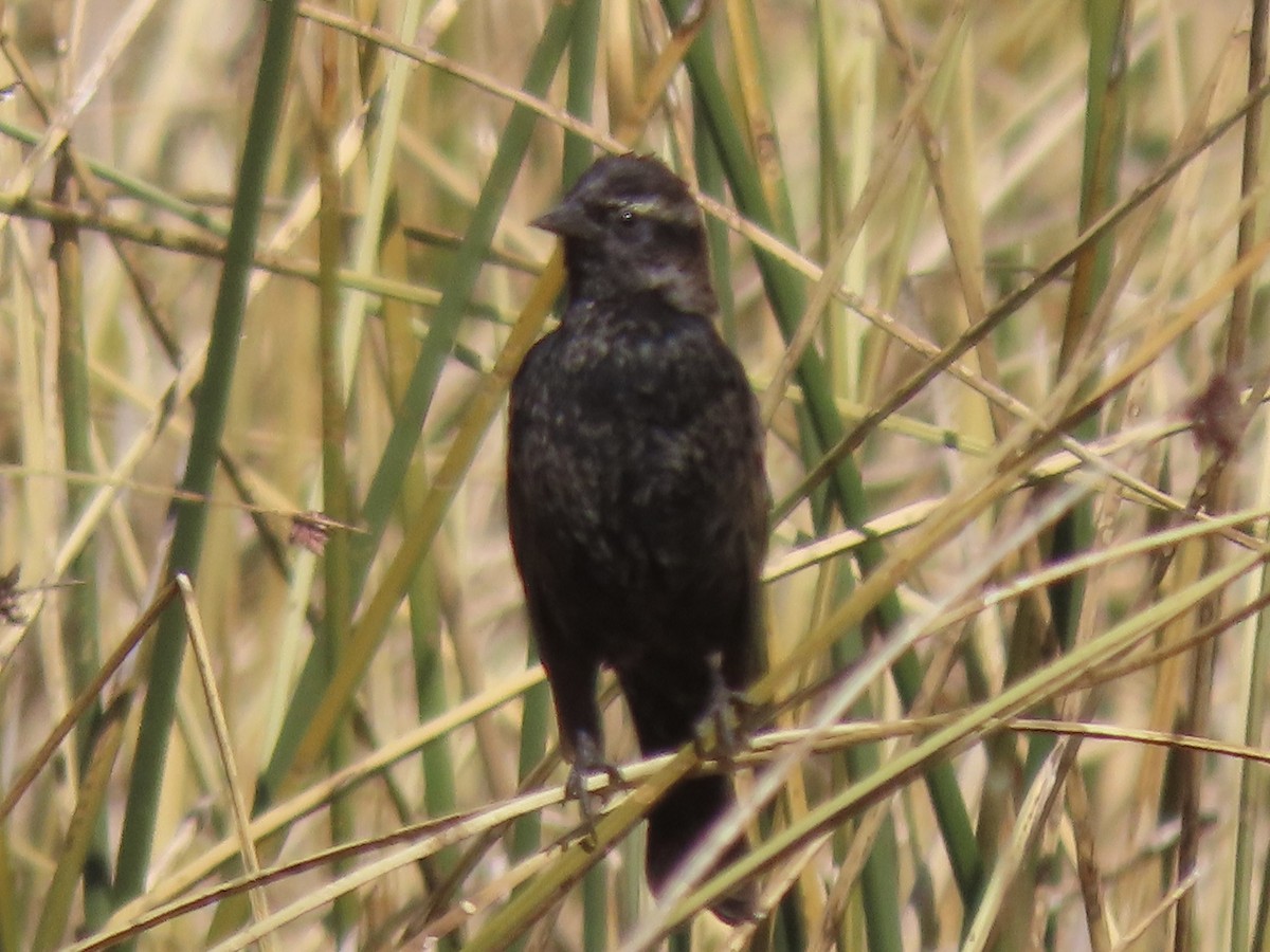 Yellow-winged Blackbird - ML528641241