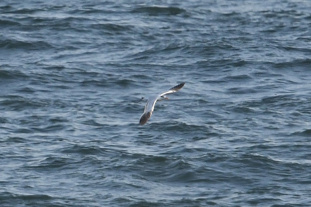 West African Crested Tern - ML528641521