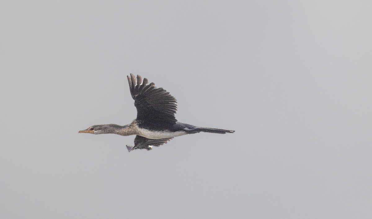 Long-tailed Cormorant - ML528642291