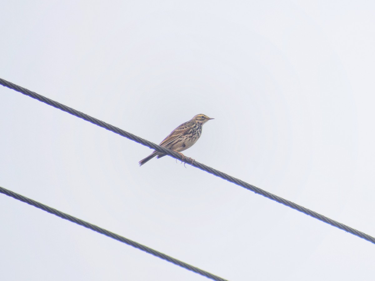 Rosy Pipit - ML528646931