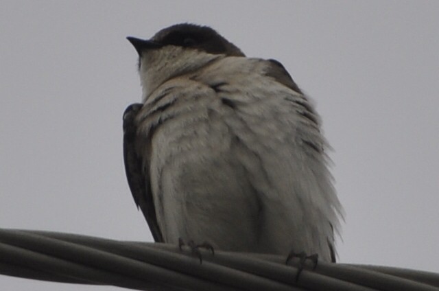 Northern Rough-winged Swallow - ML52864831