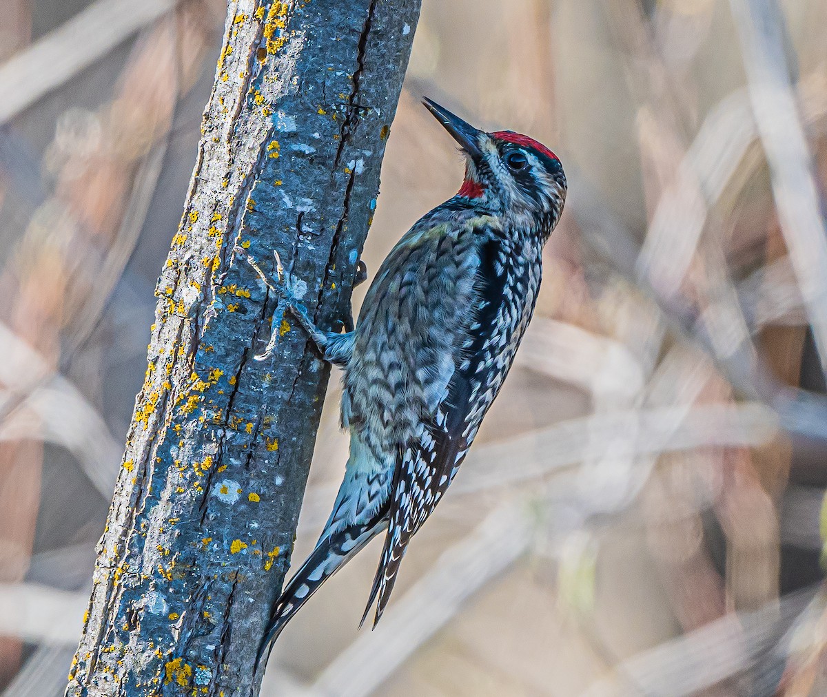 woodpecker sp. - Arnold Joe