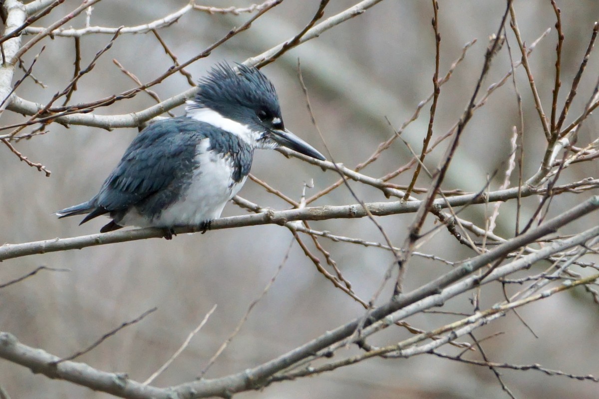 Belted Kingfisher - ML528651411