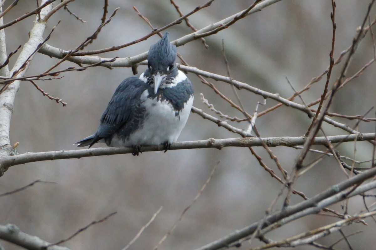 Belted Kingfisher - ML528651421
