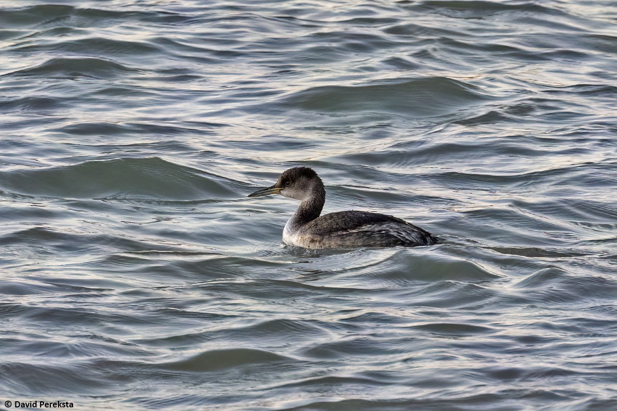 Red-necked Grebe - ML528651571