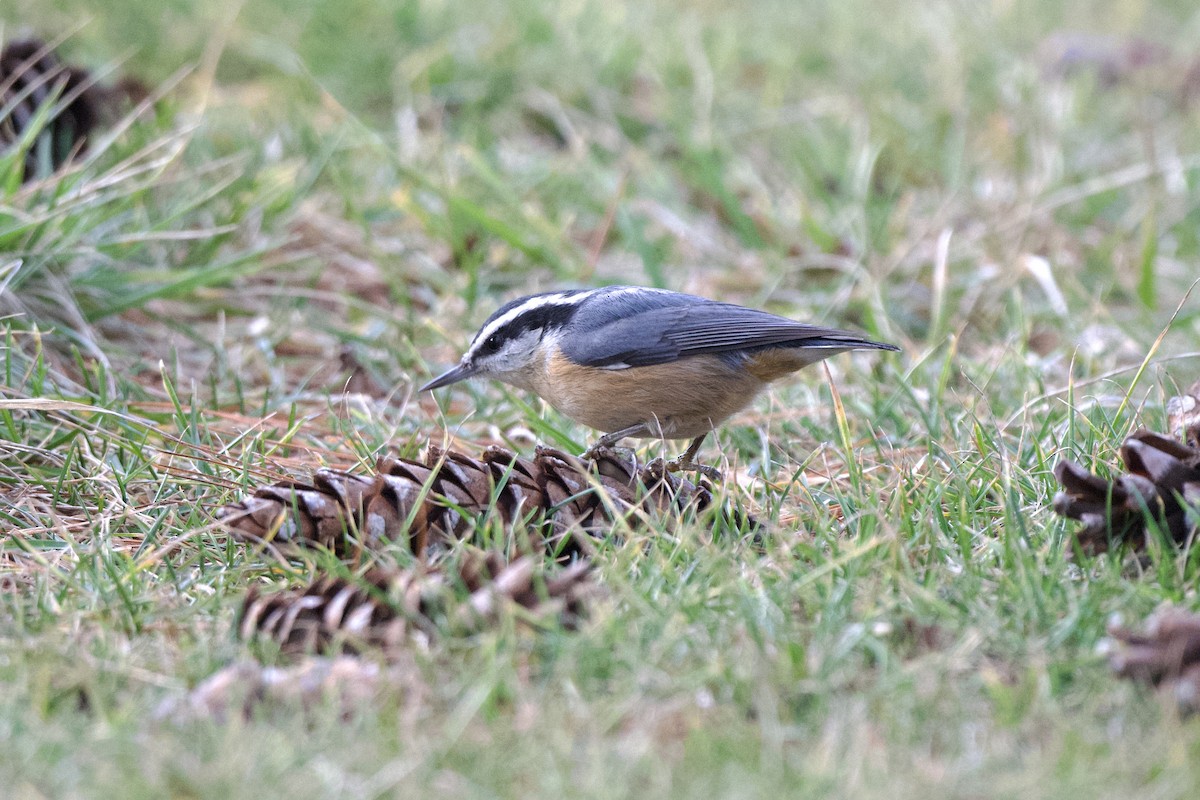 Red-breasted Nuthatch - ML528652941