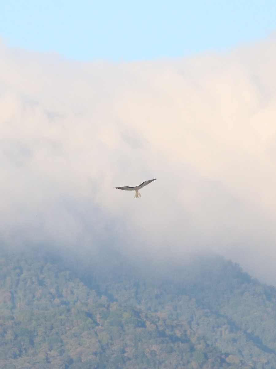 White-tailed Kite - ML528653021