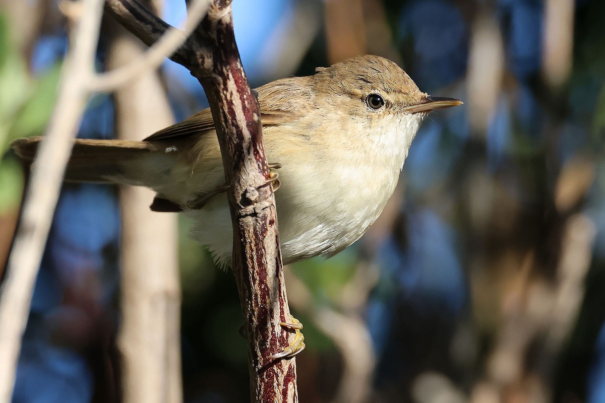 Common Reed Warbler (African) - ML528654311