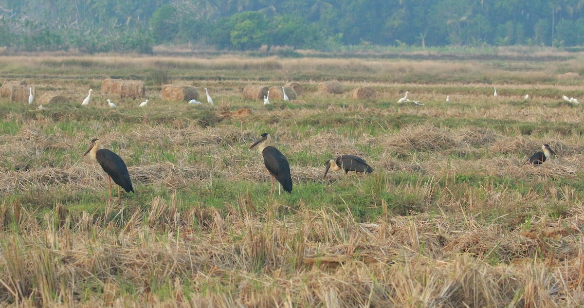 Asian Woolly-necked Stork - ML528654761
