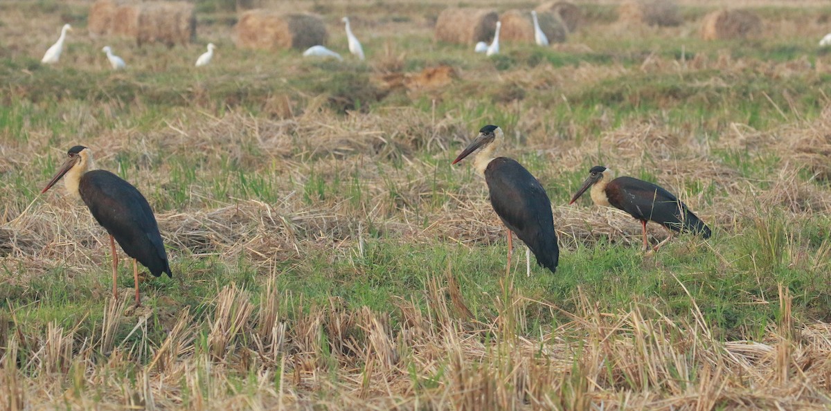 Asian Woolly-necked Stork - ML528654771