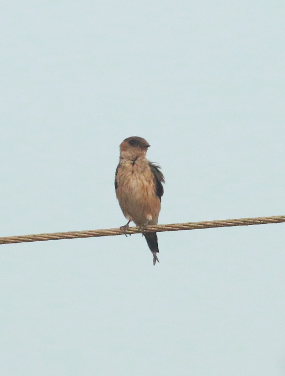 Red-rumped Swallow - ML528655301