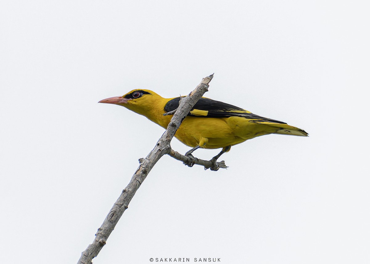 Indian Golden Oriole - ML528657641
