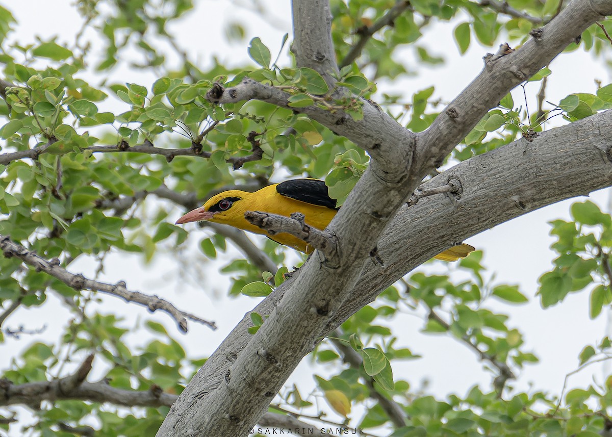 Indian Golden Oriole - ML528657651