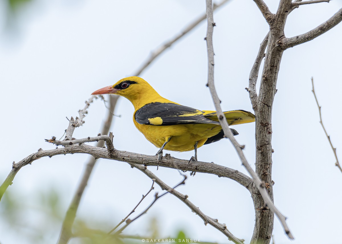 Indian Golden Oriole - ML528657661