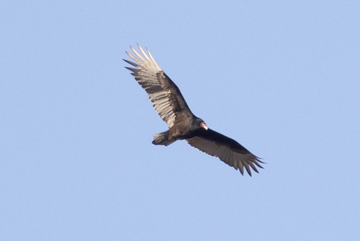 Turkey Vulture - ML528657851