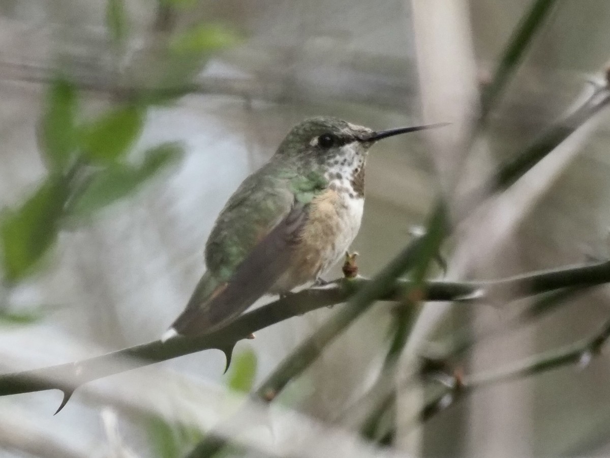 Rufous Hummingbird - ML528659041